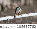 Kingfisher eating shrimp 105637762