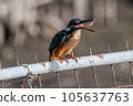 Kingfisher eating shrimp 105637763