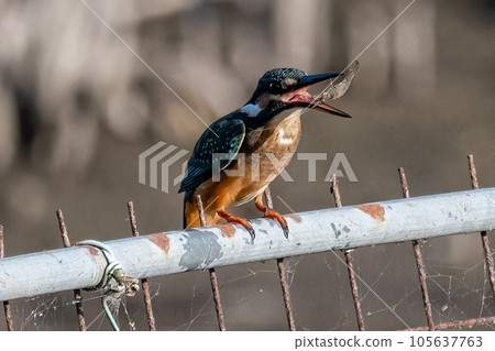 Kingfisher eating shrimp 105637763
