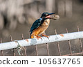 A kingfisher controlling a shrimp with its beak 105637765