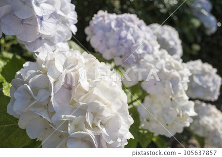 初夏風早之裡的繡球花 105637857