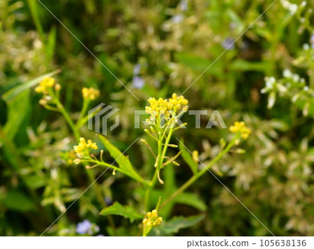埼玉縣川口市荒川河河床上盛開的狗芥花 埼玉縣川口市荒川河河床上盛開的狗芥花 105638136