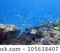 A school of red-spotted sea bream seen while diving in Miyakojima 105638407