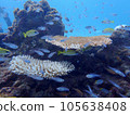 A school of red-spotted sea bream seen while diving in Miyakojima 105638408