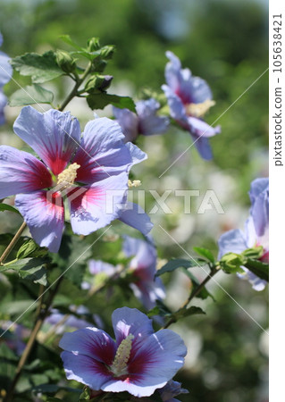 盛開的夏日風景中的紫色木庫格花 105638421