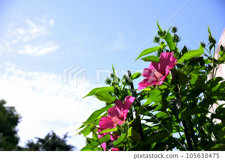 Red Titanbicus flowers in the blue sky 105638475