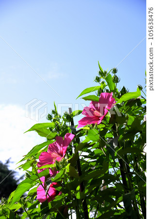 Red Titanbicus flowers in the blue sky 105638476