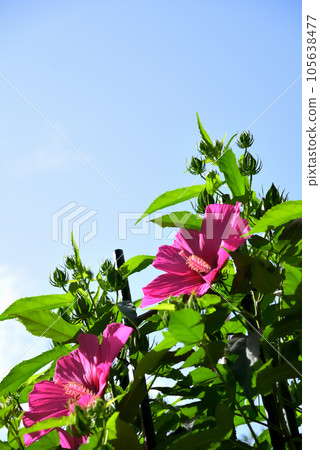 Red Titanbicus flowers in the blue sky Red Titanbicus flowers in the blue sky 105638477