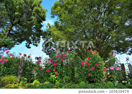 Titanbicus red flower　 105638479