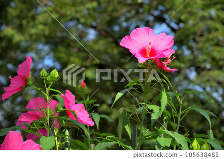 Titanbicus red flower Titanbicus red flower 105638481