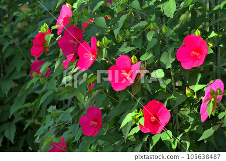 Titanbicus red flower Titanbicus red flower 105638487