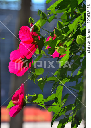 Titanbicus red flower Titanbicus red flower 105638488