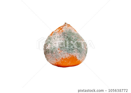 Moldy tangerine on white background 105638772