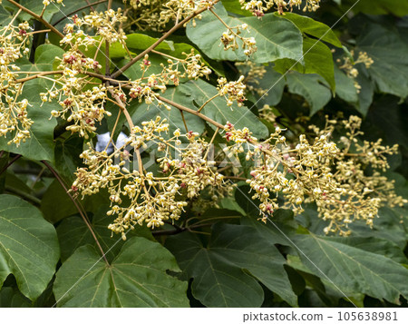 藍色的花朵 藍色的花朵 105638981