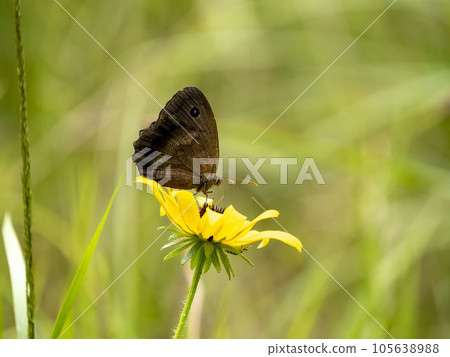 Coneflowers 棲息在黃金菊花上 105638988