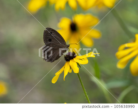 Coneflowers 棲息在黃金菊花上 105638990