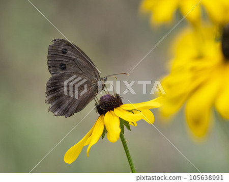 Coneflowers 棲息在黃金菊花上 105638991