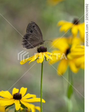 Coneflowers 棲息在黃金菊花上 105638992