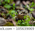A tonosama frog standing in the forest, coexisting with nature 105639069
