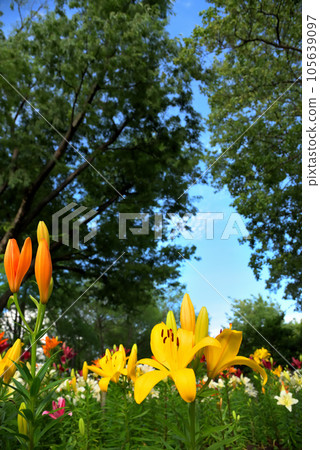 《Aichi Prefecture》Yuri in Chikusa Park, Chikusa Ward, Nagoya City 105639097