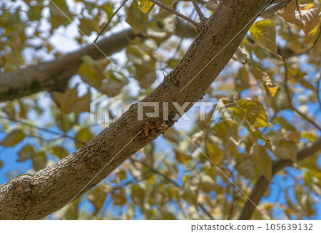 Blue sky, cicadas and shade 105639132