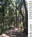樹木環繞的道路 105639283