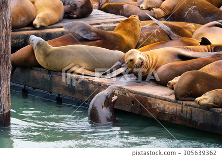 Close-up of sea lions on the pier. Close-up of sea lions on the pier. 105639362
