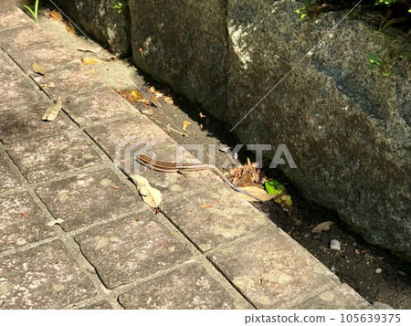 Japanese snail that appeared on the roadside 105639375