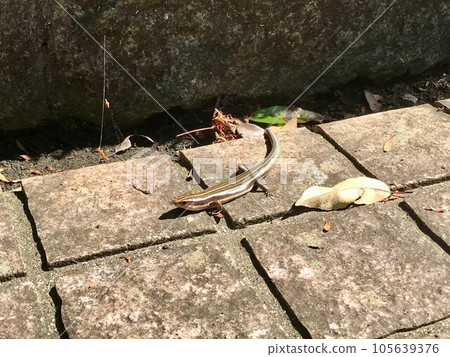 Japanese snail that appeared on the roadside 105639376