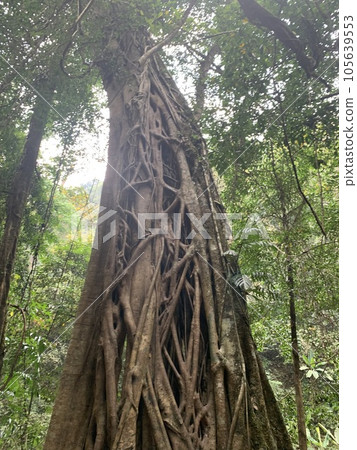 在中國西雙板的樹林裡 在中國西雙板的樹林裡 105639553