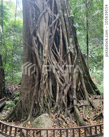 在中國西雙板的樹林裡 在中國西雙板的樹林裡 105639554