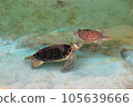 海龜一家人一起游泳 105639666
