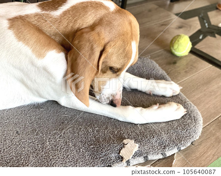 Play tired dog sleeps Play tired dog sleeps 105640087