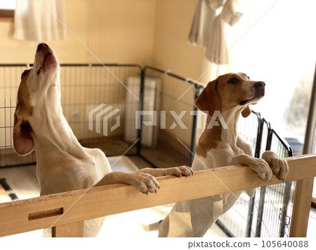 two dogs standing up in a cage two dogs standing up in a cage 105640088