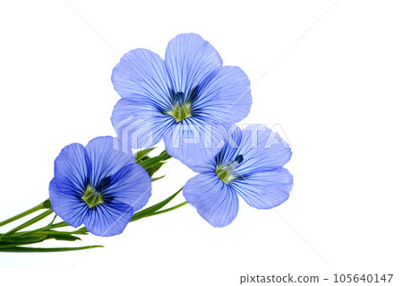 Flax (linseed) flower over white background 105640147