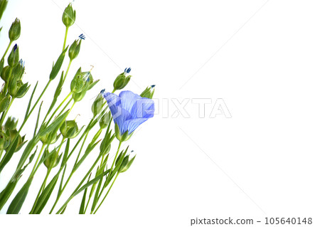 Flax (linseed) flower over white background 105640148