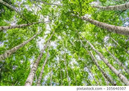 White birch forest forest bathing eco image White birch forest forest bathing eco image 105640307