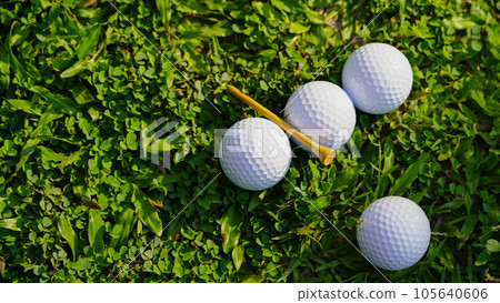 Golf ball on green grass in the evening golf course with sunshine background. 105640606