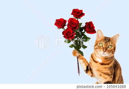 Red cat holds a bouquet of roses in his paw against a blue wall. Red cat holds a bouquet of roses in his paw against a blue wall. 105641080