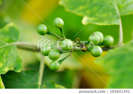 devils fig, Medthai or  SOLANACEAE or Pea aubergine or pea eggplant or Shoo shoo bush or Solanum ficifolium Ortega or  Solanum mayanum Lundell or Solanum torvum Sw or turkey berry or Wild eggplant 105641341