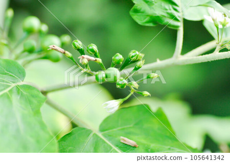devils fig, Medthai or  SOLANACEAE or Pea aubergine or pea eggplant or Shoo shoo bush or Solanum ficifolium Ortega or  Solanum mayanum Lundell or Solanum torvum Sw or turkey berry or Wild eggplant 105641342
