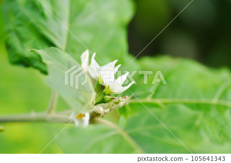 devils fig, Medthai or  SOLANACEAE or Pea aubergine or pea eggplant or Shoo shoo bush or Solanum ficifolium Ortega or  Solanum mayanum Lundell or Solanum torvum Sw or turkey berry or Wild eggplant 105641343