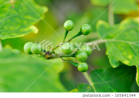 devils fig, Medthai or  SOLANACEAE or Pea aubergine or pea eggplant or Shoo shoo bush or Solanum ficifolium Ortega or  Solanum mayanum Lundell or Solanum torvum Sw or turkey berry or Wild eggplant 105641344