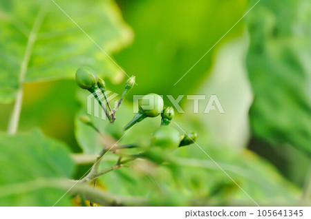 devils fig, Medthai or  SOLANACEAE or Pea aubergine or pea eggplant or Shoo shoo bush or Solanum ficifolium Ortega or  Solanum mayanum Lundell or Solanum torvum Sw or turkey berry or Wild eggplant 105641345