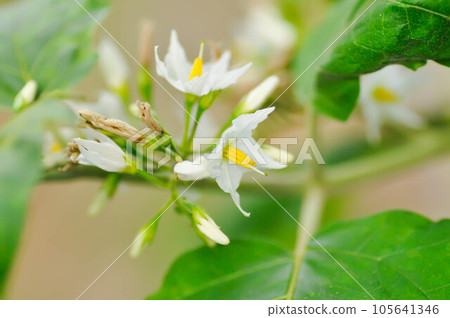 devils fig, Medthai or  SOLANACEAE or Pea aubergine or pea eggplant or Shoo shoo bush or Solanum ficifolium Ortega or  Solanum mayanum Lundell or Solanum torvum Sw or turkey berry or Wild eggplant 105641346