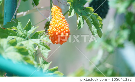 Okinawa bitter gourd in the field Okinawa bitter gourd in the field 105641382