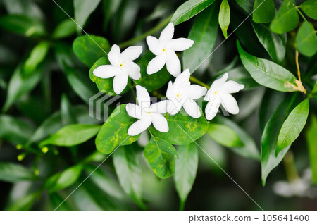 Tabernaemontana pandacaqui Lam, APOCYNACEAE  105641400