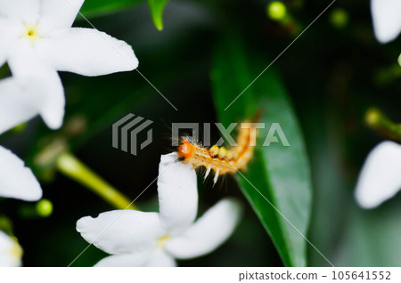 gardenia flower and worm 105641552