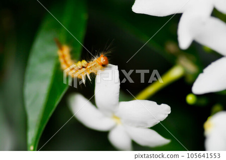 gardenia flower and worm gardenia flower and worm 105641553
