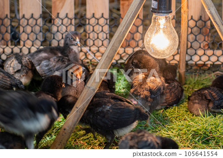 chickens on a farm with a light bulb in the background chickens on a farm with a light bulb in the background 105641554
